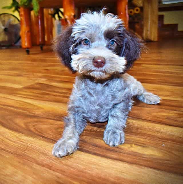 Lovey - Havapoo Female