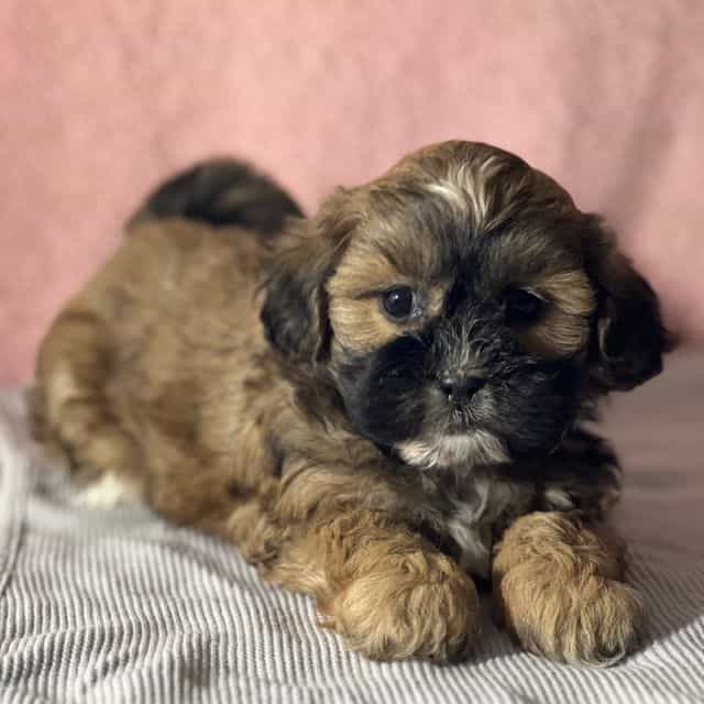 Beatrice - Shih-Poo Female