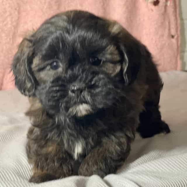Brianna - Shih-Poo Female