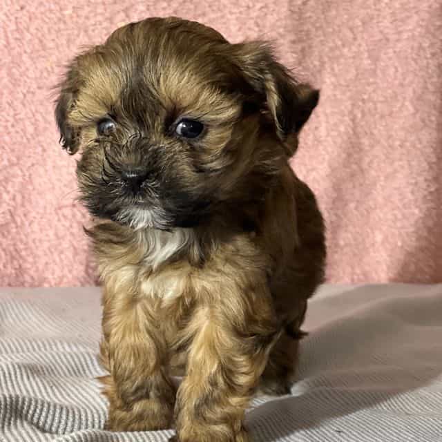 Brooke - Shih-Poo Female