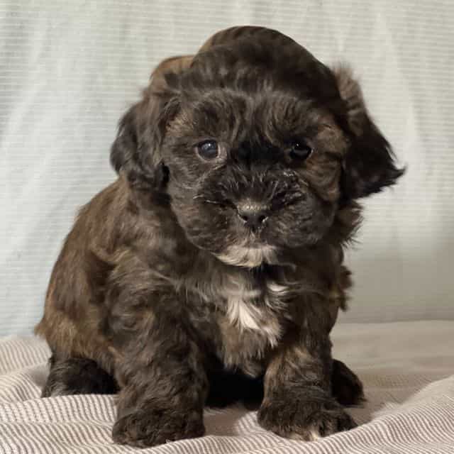 Barrett - Shih-Poo Male