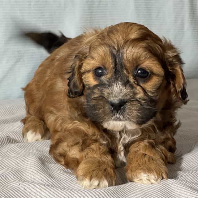 Bobby - Shih-Poo Male