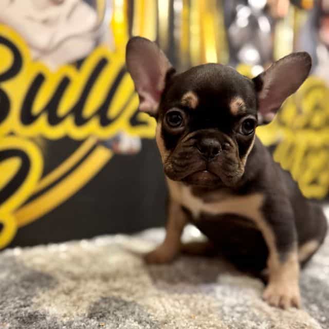 Squirt - French Bulldog Female