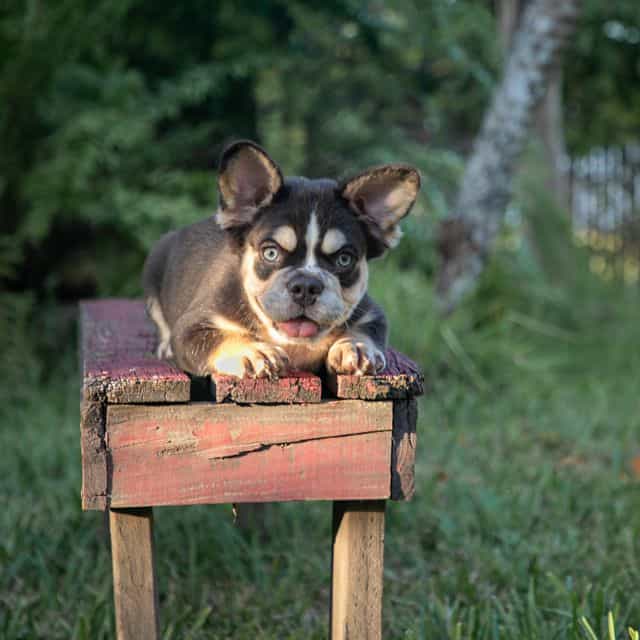 Caesar - French Bulldog Male