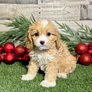 Conrad - Cavapoo Male