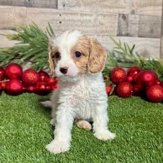 Colton - Cavapoo Male