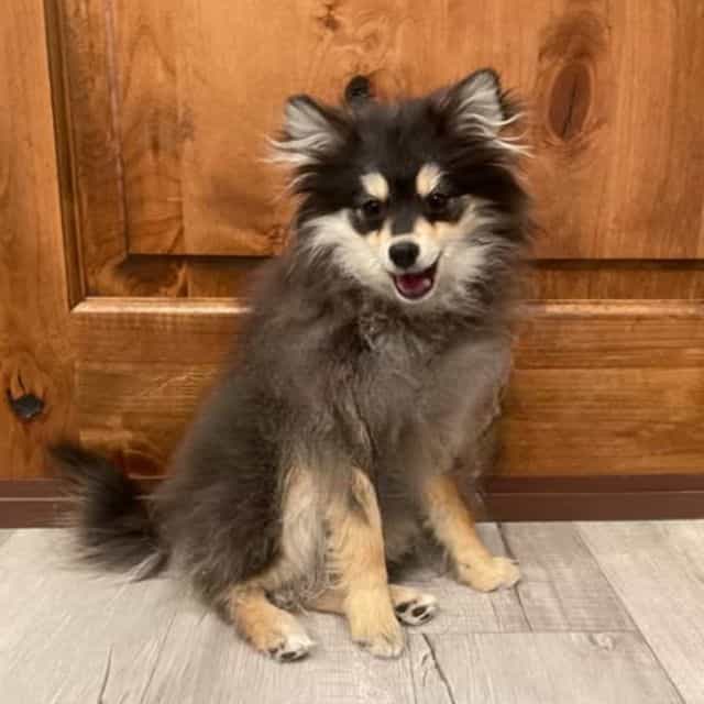 Heihei - Pomsky Male