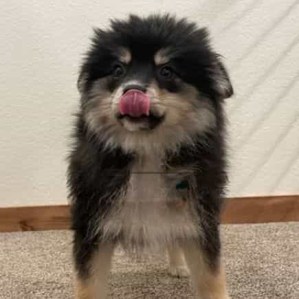 Maui - Pomsky Male