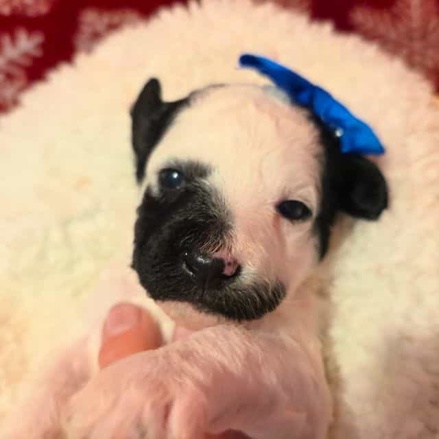 Eve-mini - Portidoodle Female