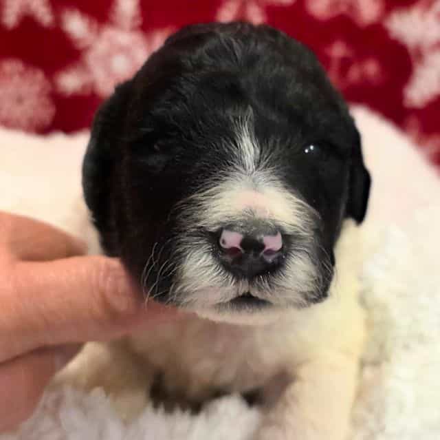 Snoopy-mini - Portidoodle Male