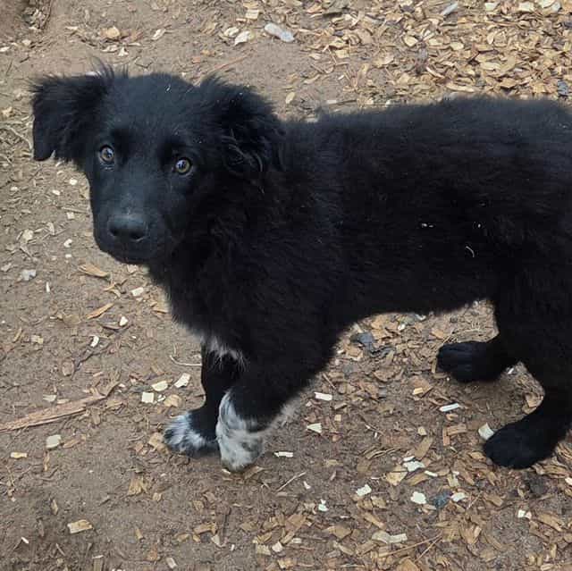 Kal - Australian Shepherd Male