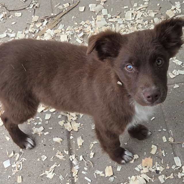 LeAnn - Australian Shepherd Female