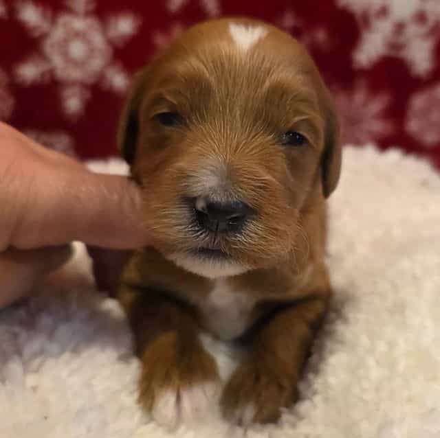 Comet-mini - Goldendoodle Male