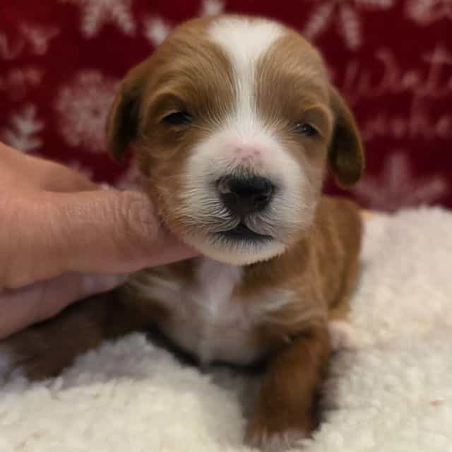 Rudolph-mini - Goldendoodle Male