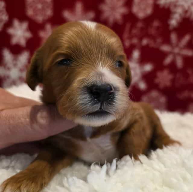 Prancer-mini - Goldendoodle Male