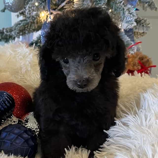 Nickel - Toy Poodle Male