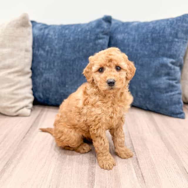 Angel - Goldendoodle Female