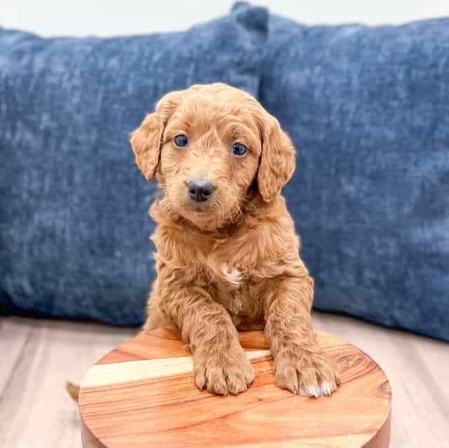 Noelle - Goldendoodle Female