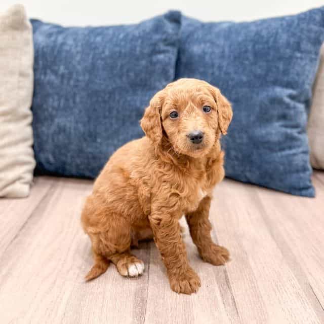 Noelle - Goldendoodle Female