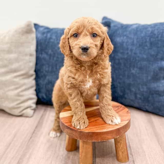 Snowflake - Goldendoodle Female