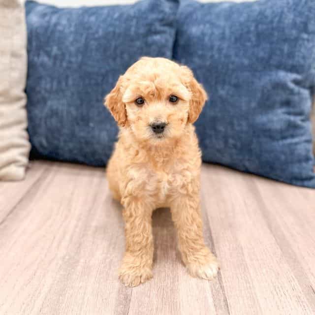 Snowy - Goldendoodle Female