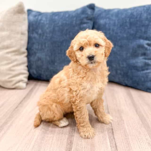 Snowy - Goldendoodle Female