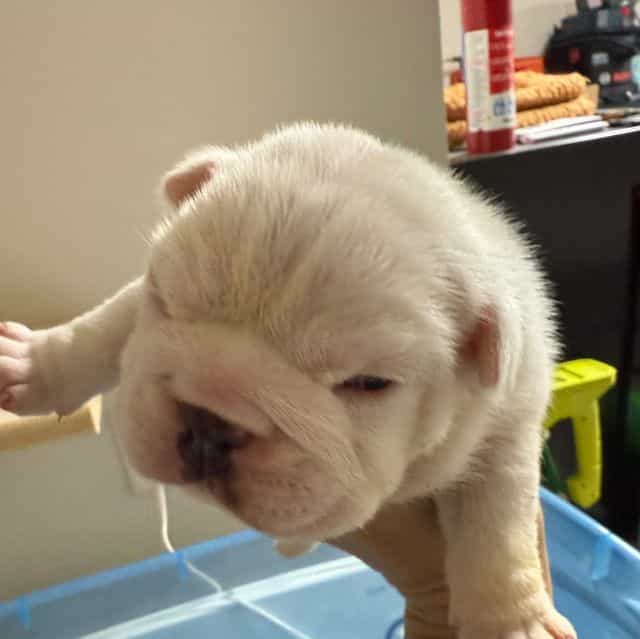 Polly - English Bulldog Female