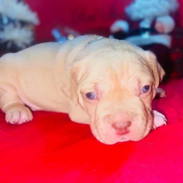 Male 3 - American Pit Bull Terrier Male