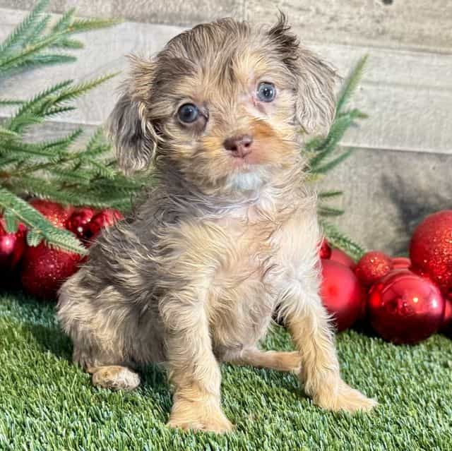 Ella - Cavapoo Female