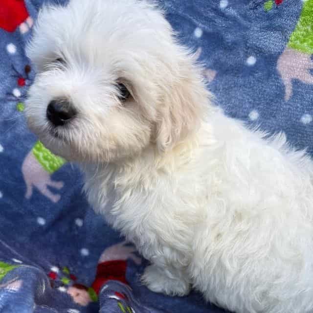 Walt - Maltese Male