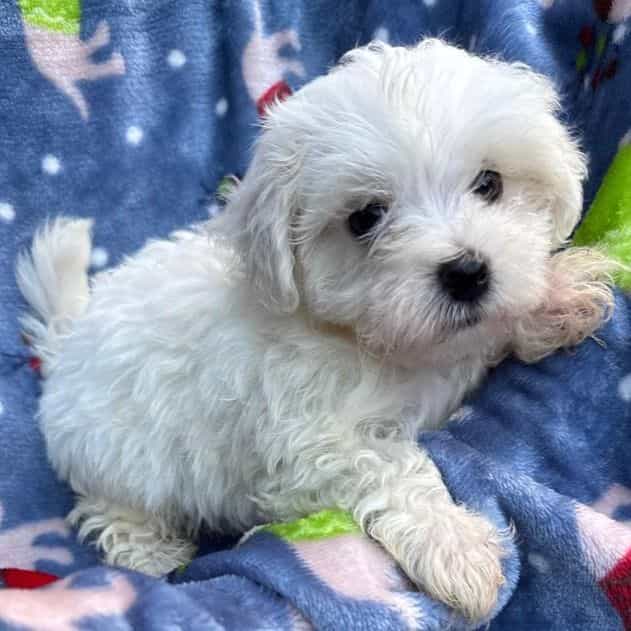 Noel - Maltese Male