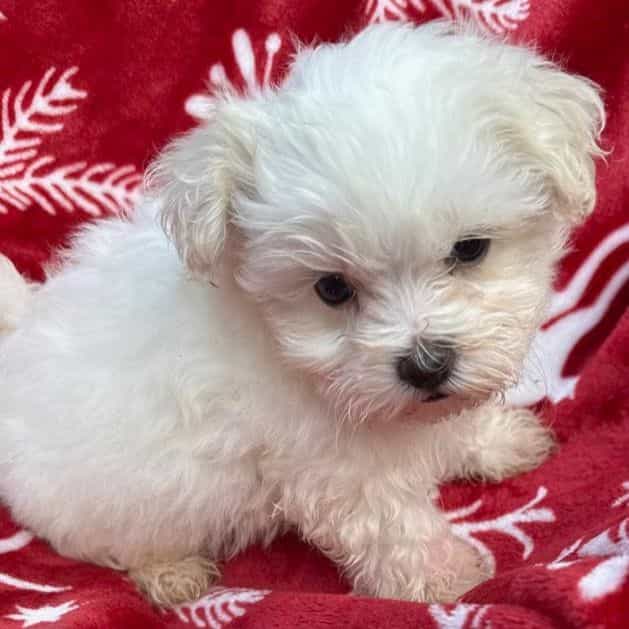 Minx - Maltese Female