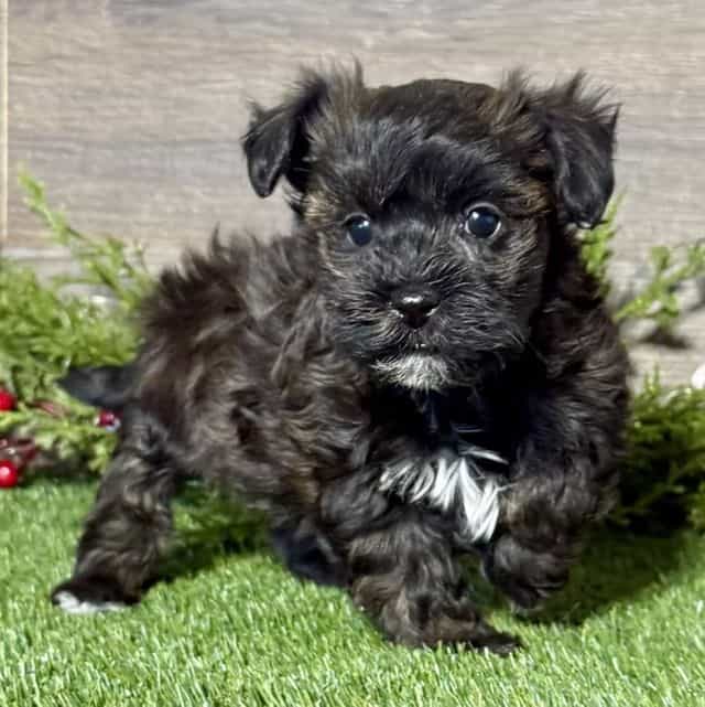 Harrison - Havanese Male