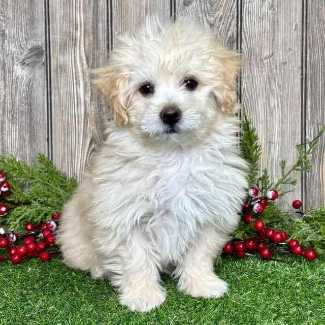 Maurice - Maltipoo Male