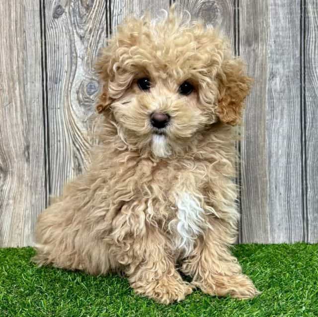 Mighty - Maltipoo Male