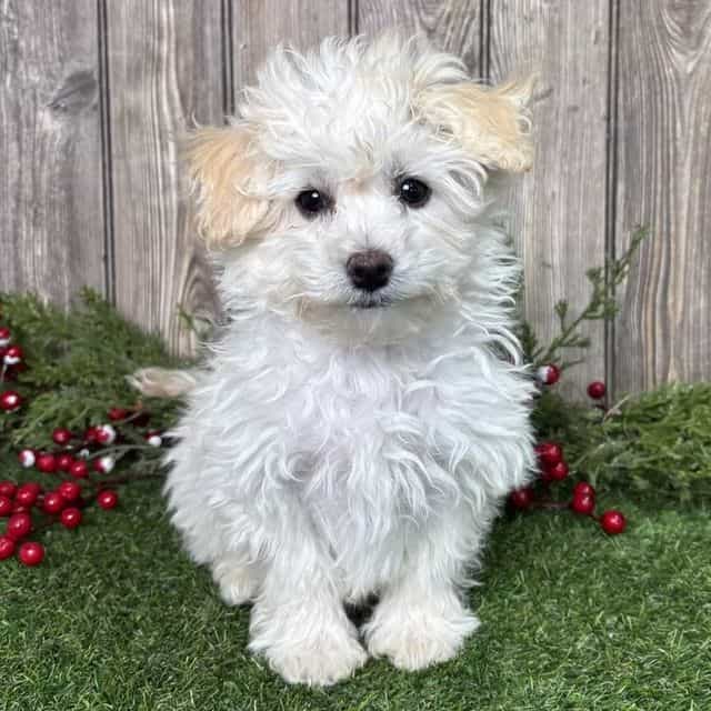 Melvin - Maltipoo Male