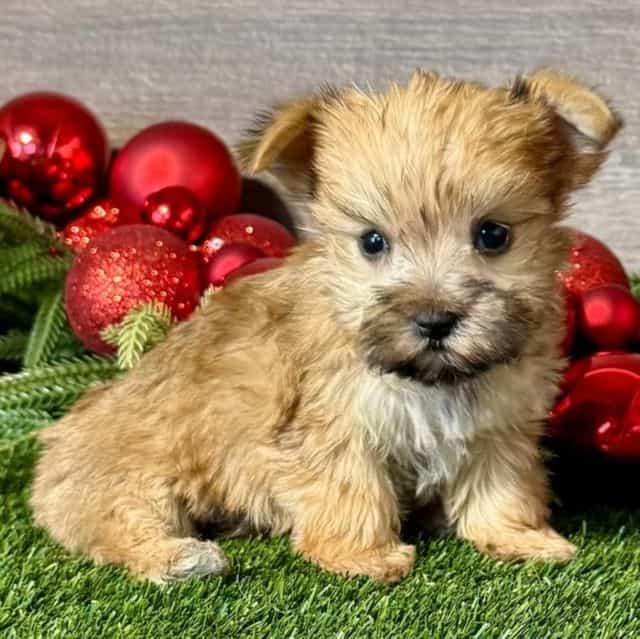 Gracie - Morkie Female