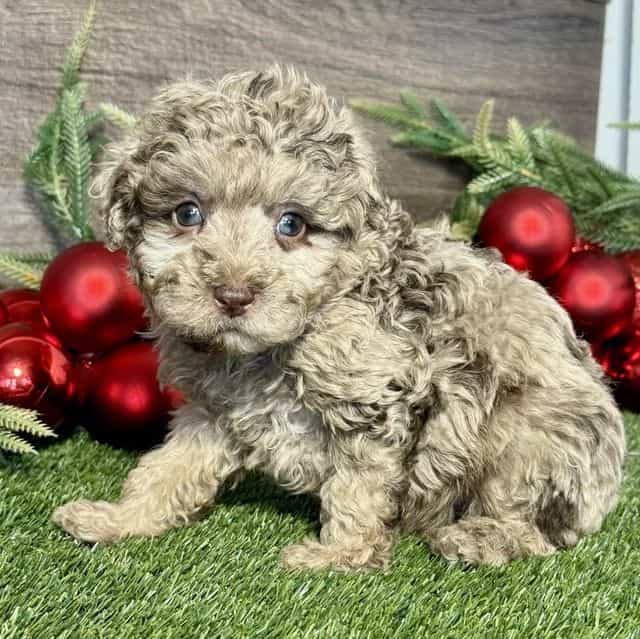 Palmer - Toy Poodle Male