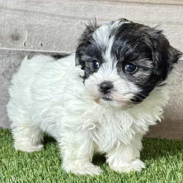 Sable - Shih Tzu Female