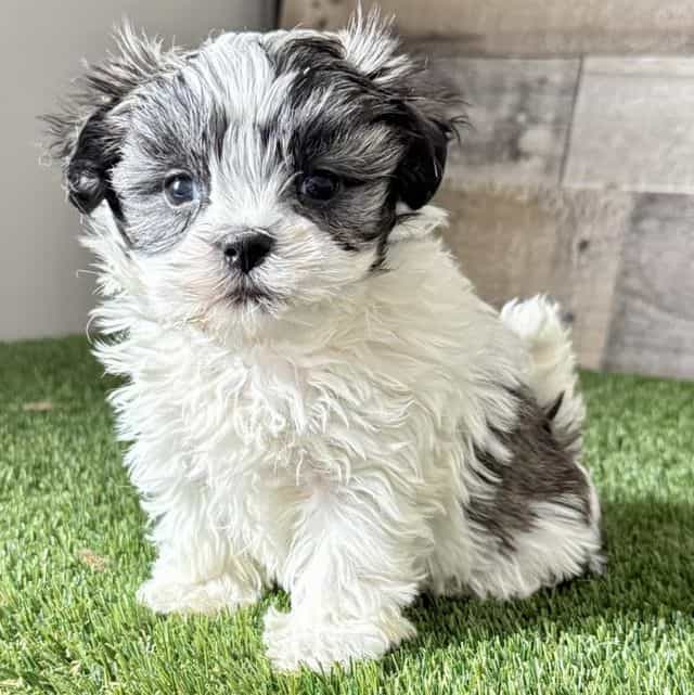 Sawyer - Shih Tzu Male