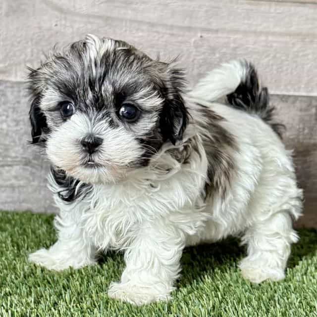 Savannah - Shih Tzu Female