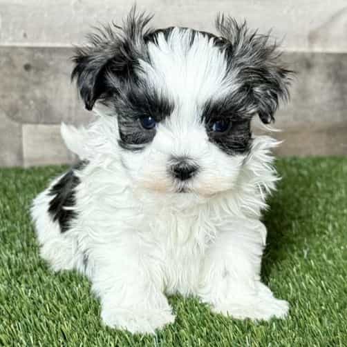 Simon - Shih Tzu Male