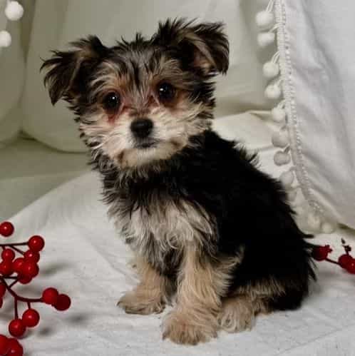 Yogi - Yorkie-Chon Male