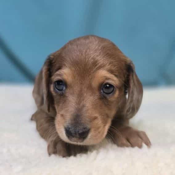 Fern - Dachshund Female