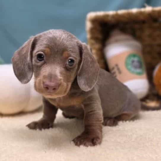 Max - Dachshund Male