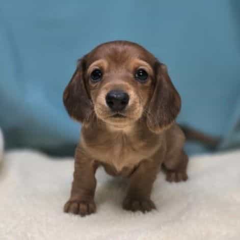Canyon - Dachshund Female