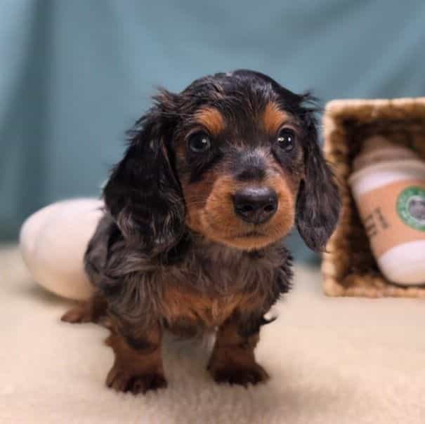 Cooper - Dachshund Male