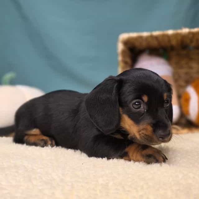 Henry - Dachshund Male