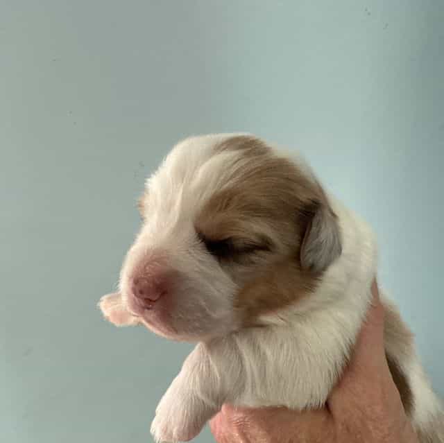 Sophie - Pembroke Welsh Corgi Female