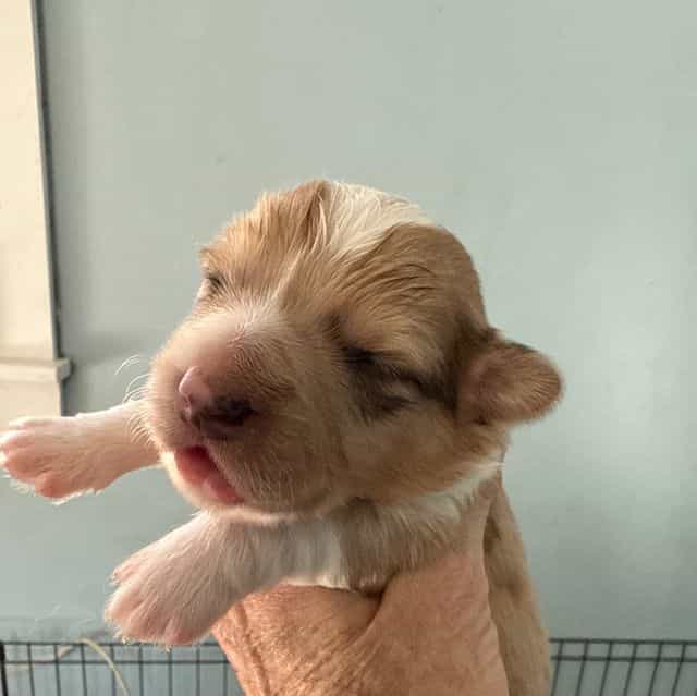 Sherman - Pembroke Welsh Corgi Male